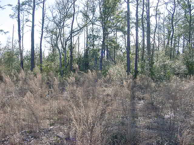 This is the back of lot 11.