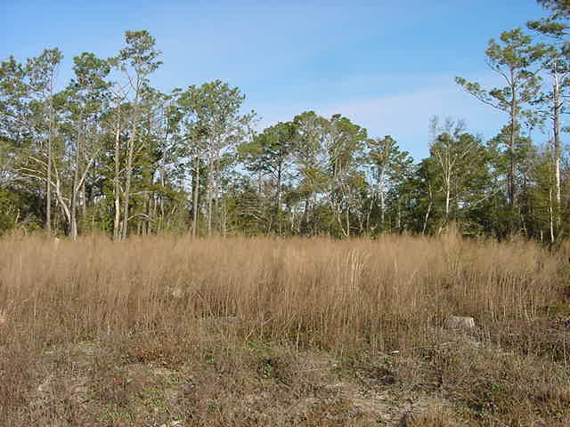 This is lot 11. It still needs a little mowing.